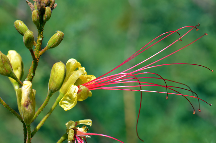 Bird-of-Paradise Shrub has beautiful yellow flowers with orange marks and is called “Yellow Bird of Paradise” in certain locals. Caesalpinia gilliesii